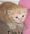 Elvis 3v